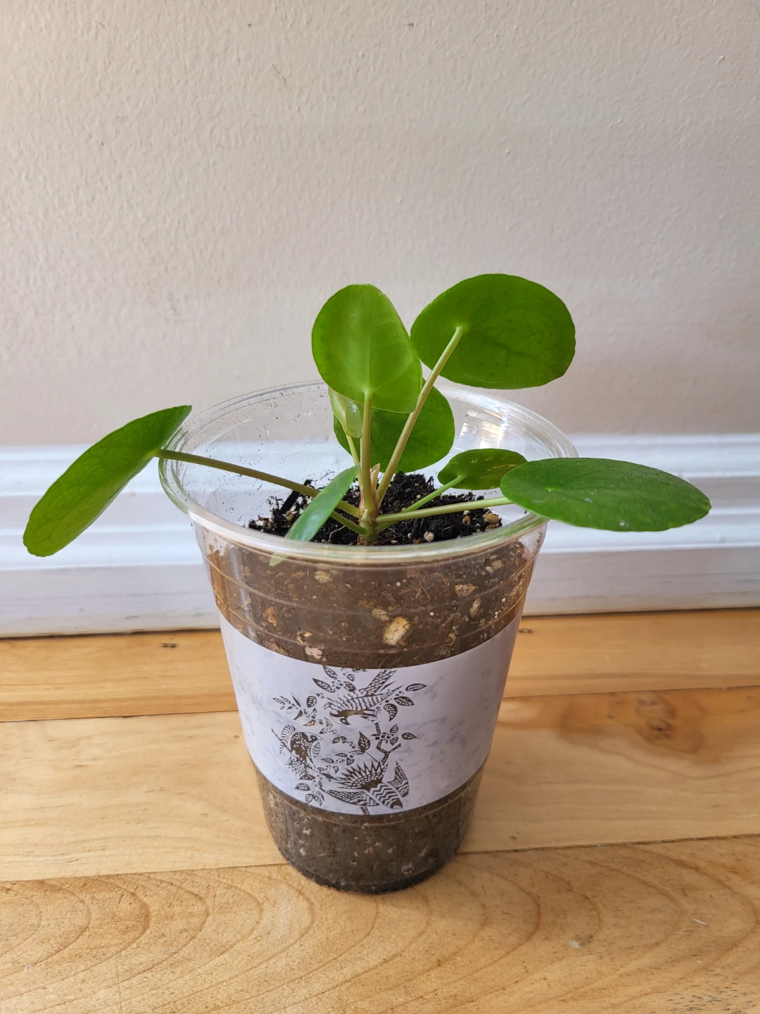 Pilea Peperomioides Plant