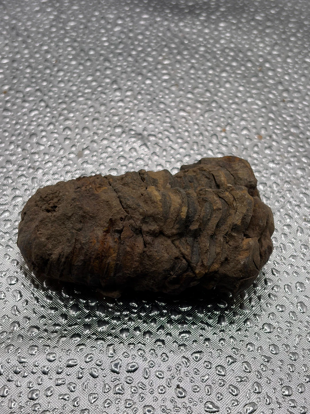 Fossil Trilobite Specimen - photo 2