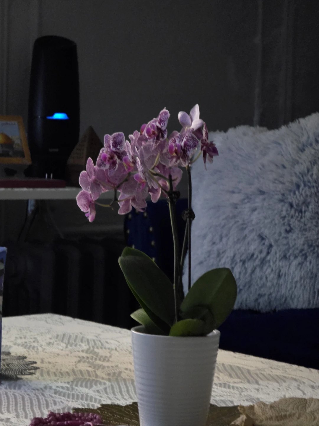 Pink Orchid Plant in White Pot