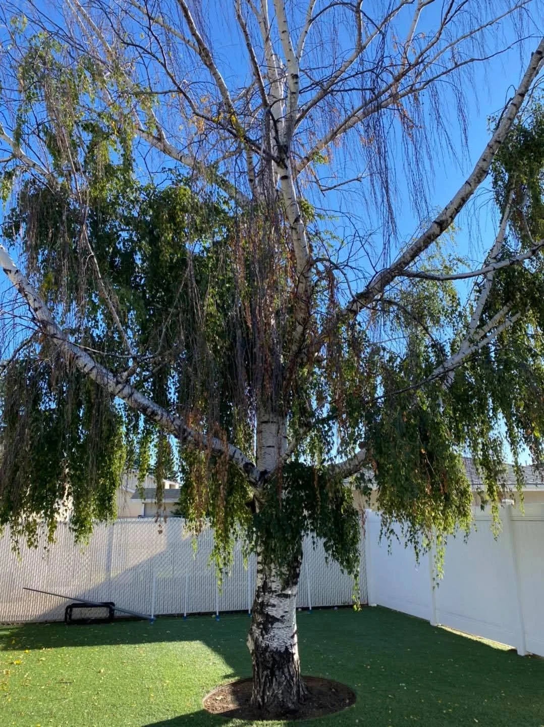 Trees, Shrubs, Stumps. Affordable Options