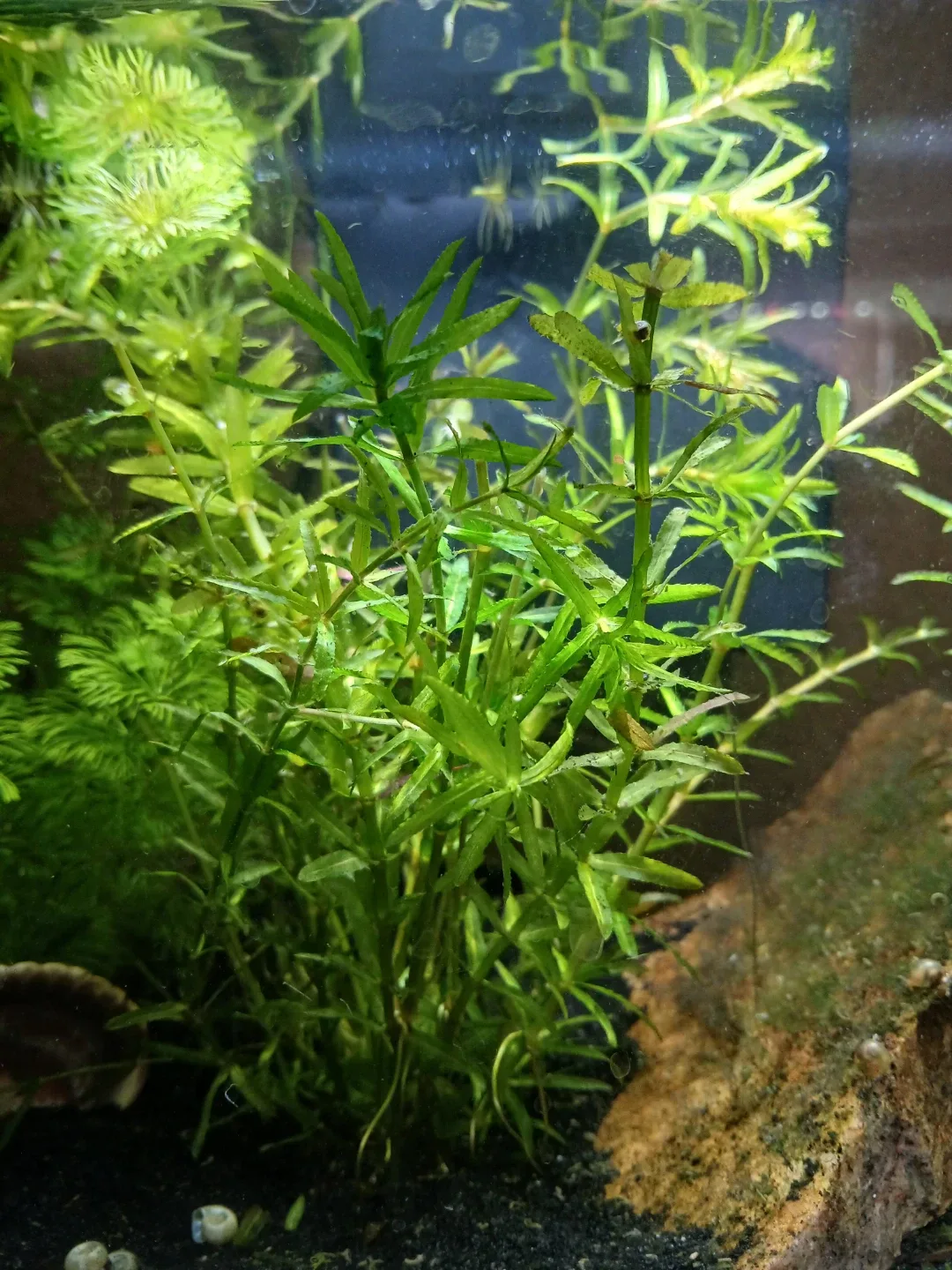 Live Aquarium Plants anacharis