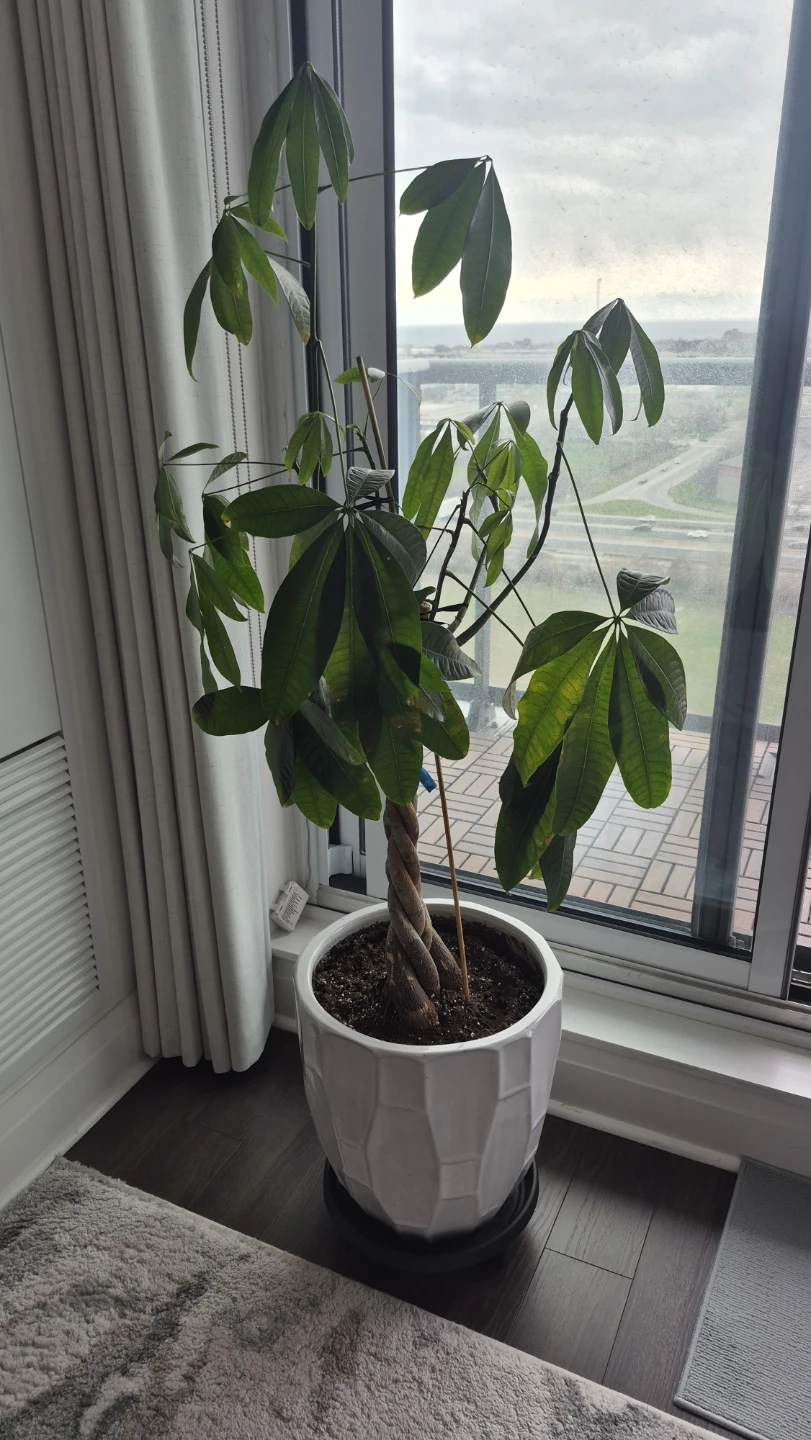 Ceramic Pot for Plants and Trees - photo 2