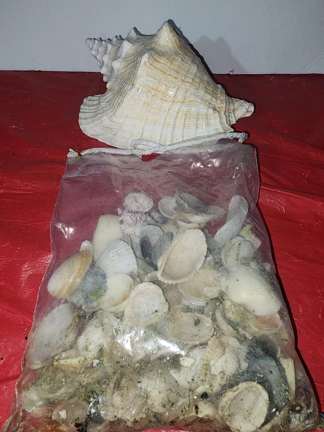 Large Conch Shell and Bag of Small Shells - photo 2