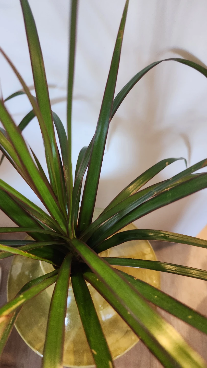 Luxe upcycled planter with plants - photo 3