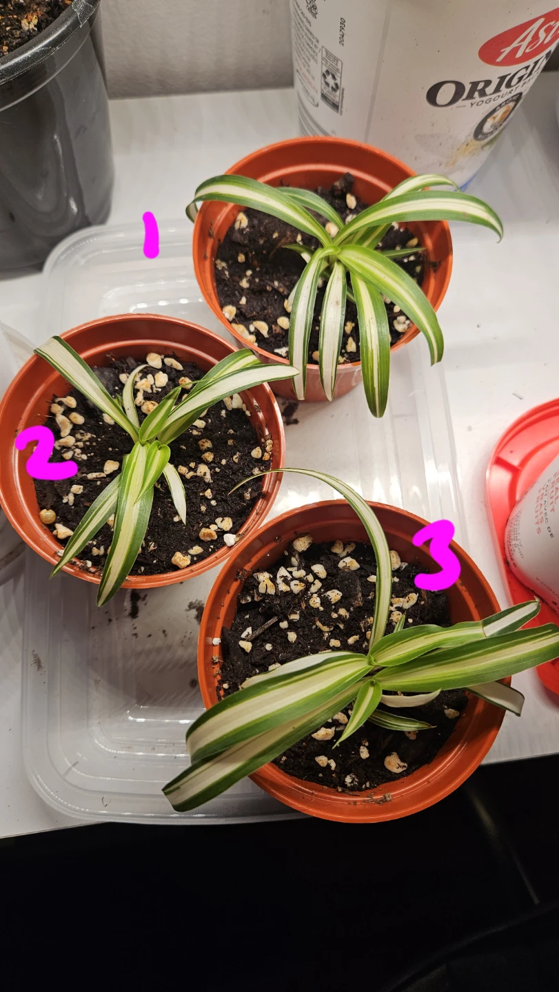 Spider Plant Babies ($1 each)