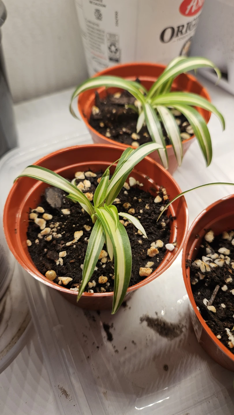 Spider Plant Babies ($1 each) - photo 3
