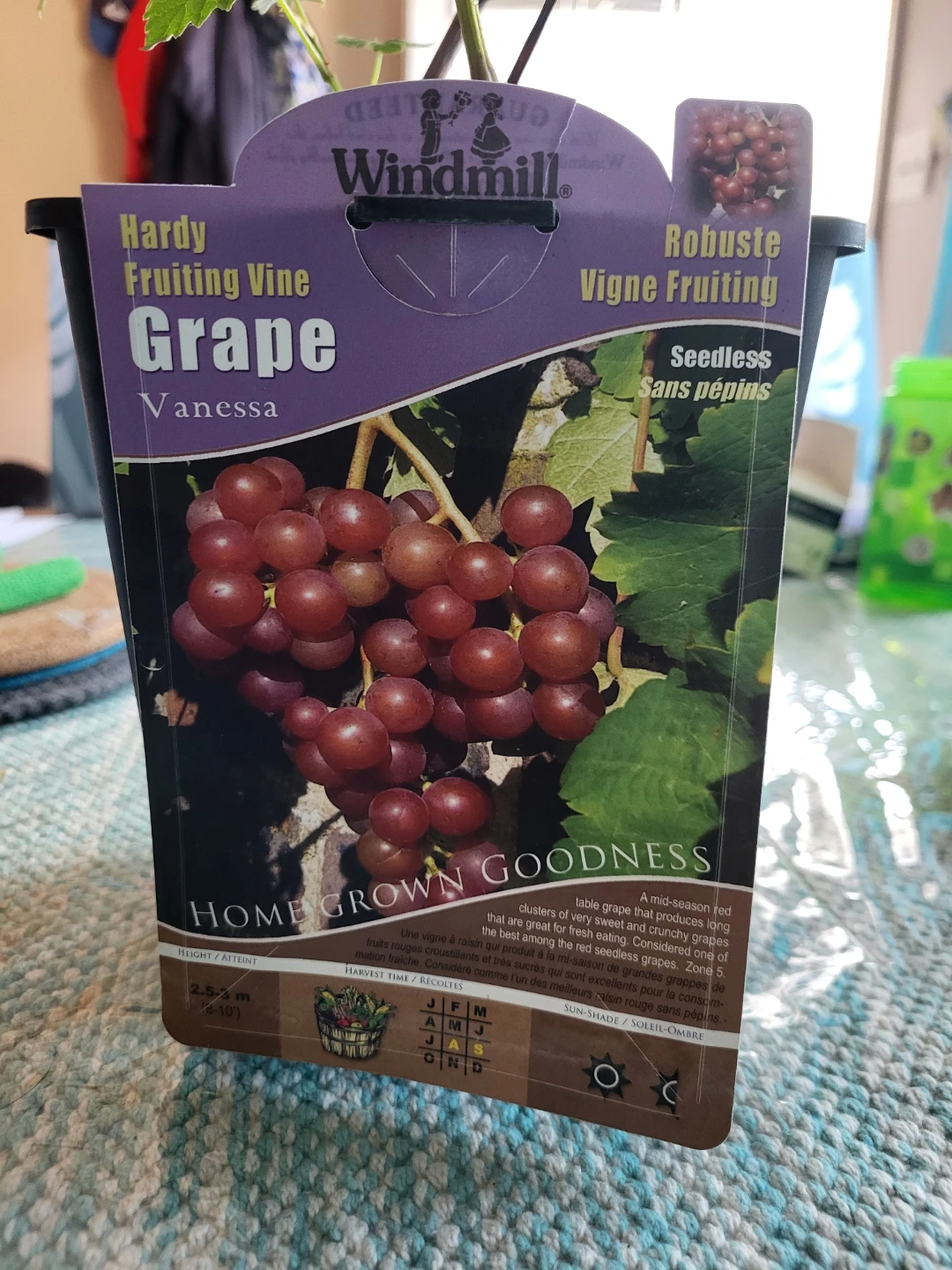 Windmill Vanessa Grape Vine
