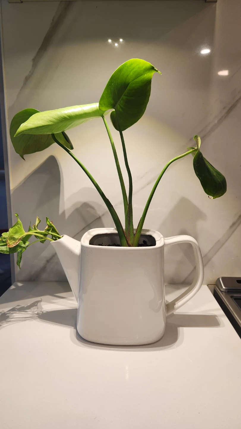 Teapot planter with plants