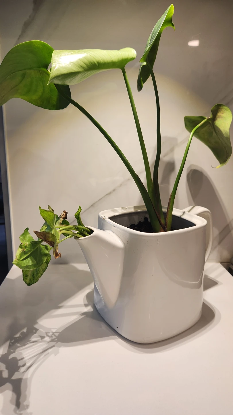 Teapot planter with plants - photo 2