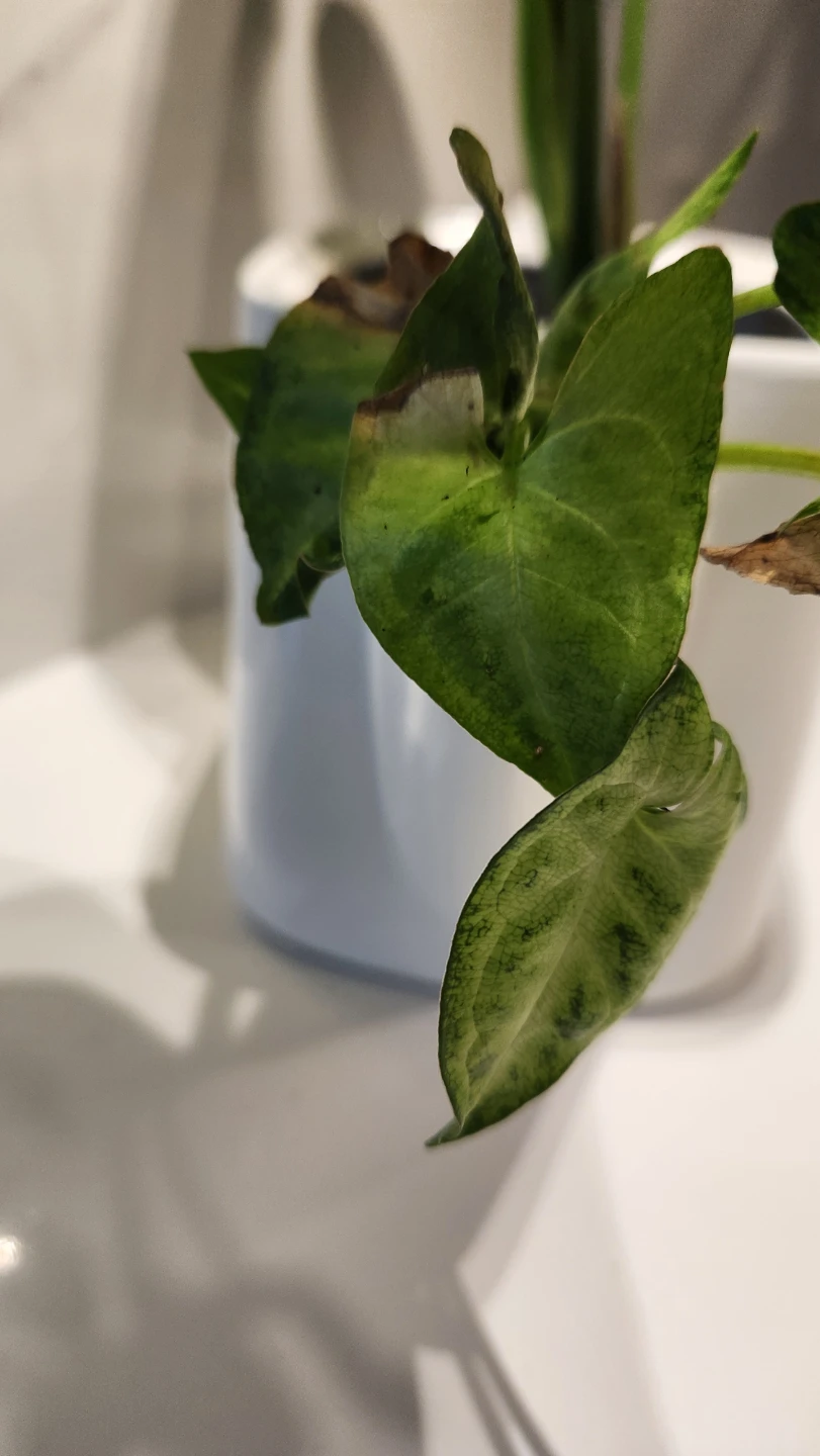 Teapot planter with plants - photo 4