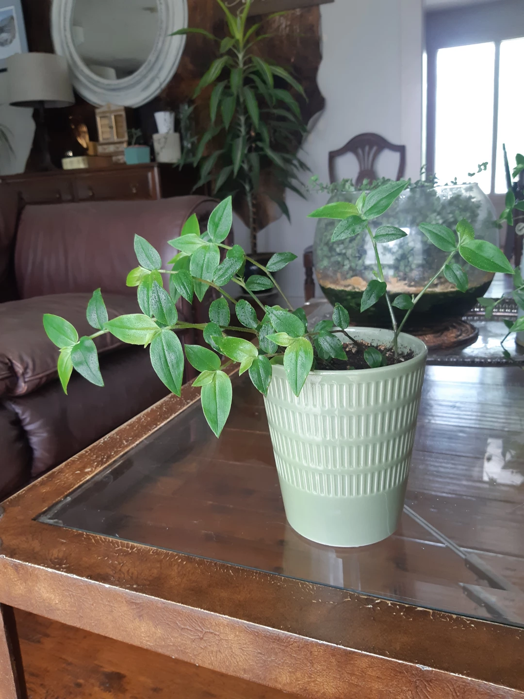 Lush Tradescantia fluminensis plant and ceramic planter