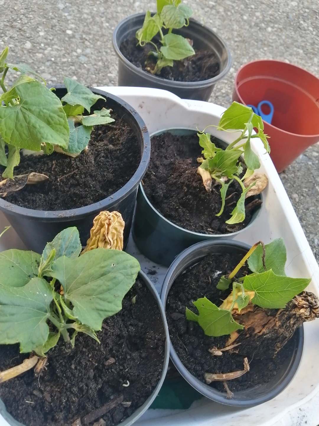 Chayote starters for Sale, Naturally Organic AndProductive