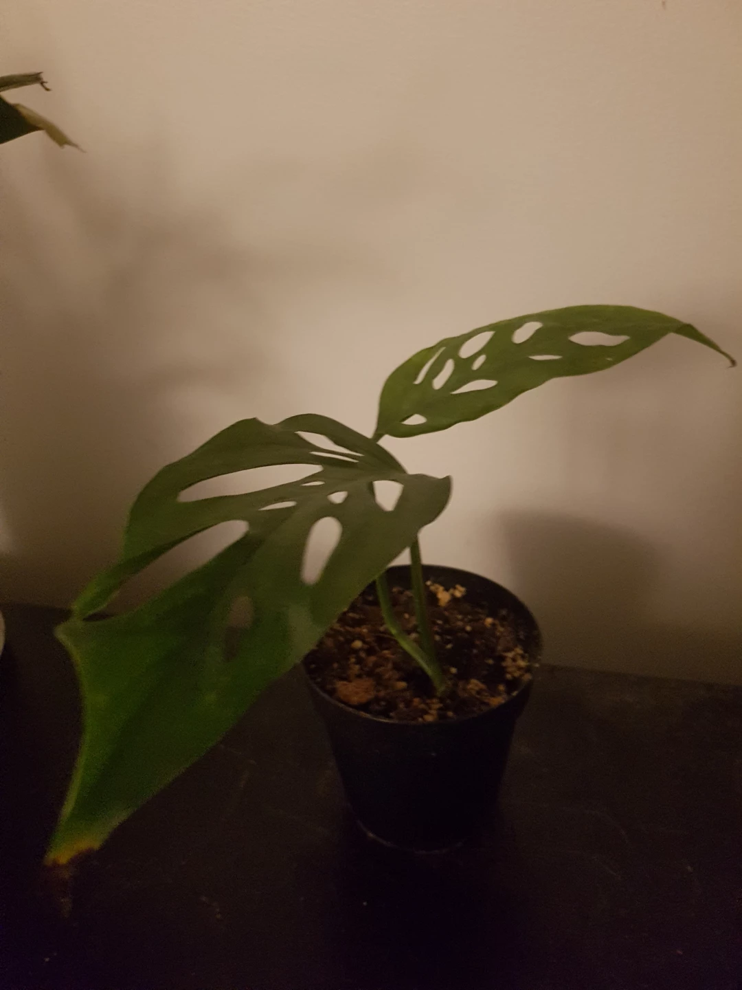 Monstera Adansonii Plant