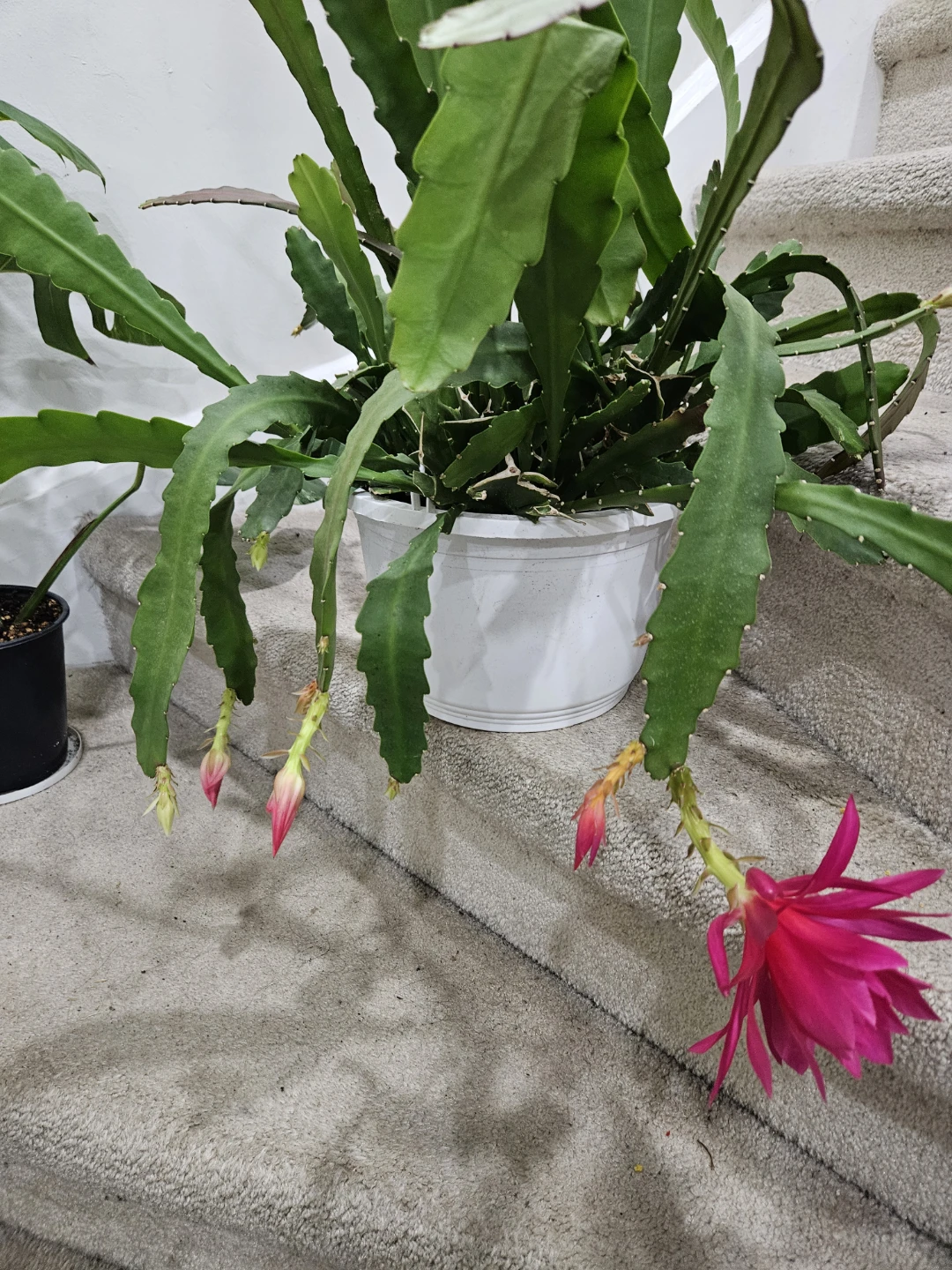 Blooming Orchid Cactus Plant