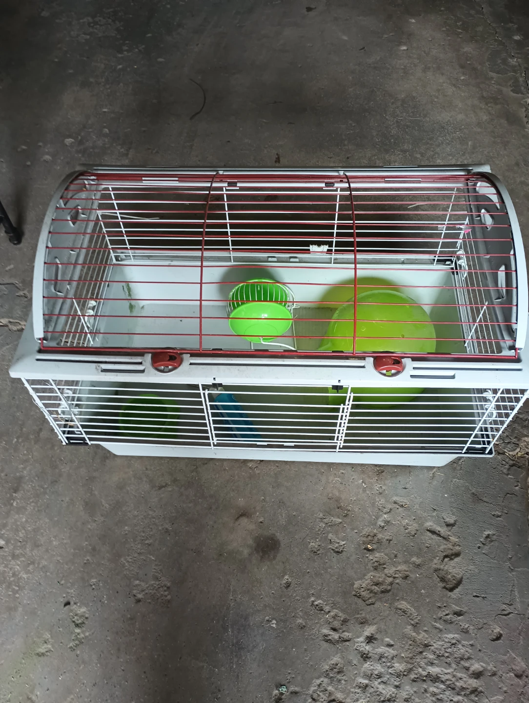 Habitat for guinea pig