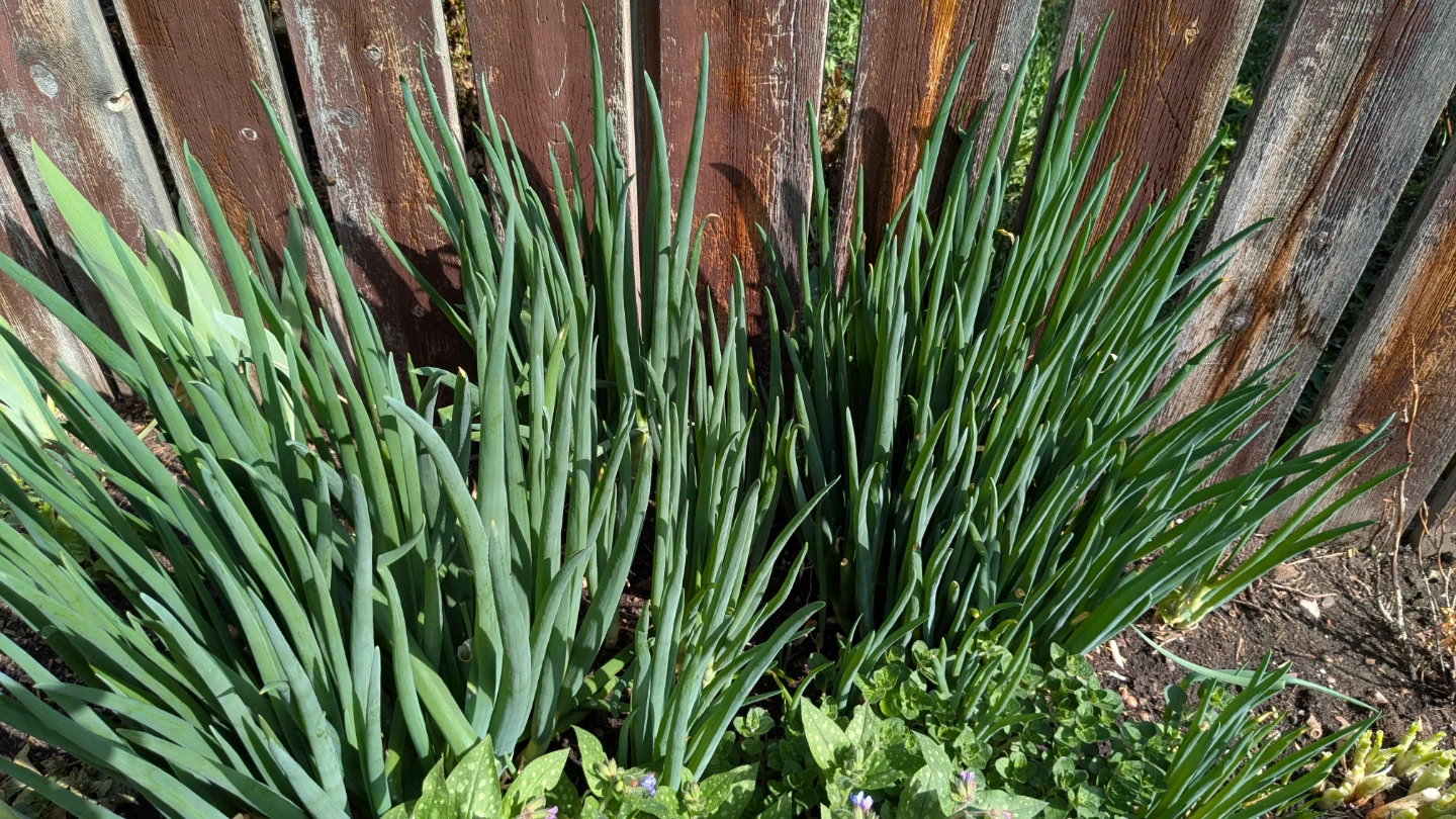 Green Onion Plants (Set of 6)EGYPTIAN WALKING ONION.