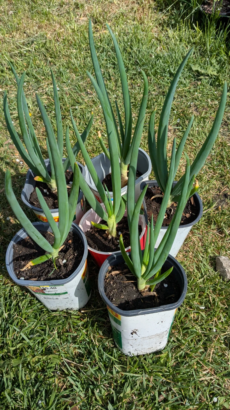 Green Onion Plants (Set of 6)EGYPTIAN WALKING ONION. - photo 2