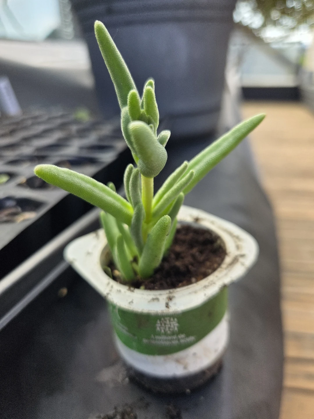 Succulent Plant in Pot