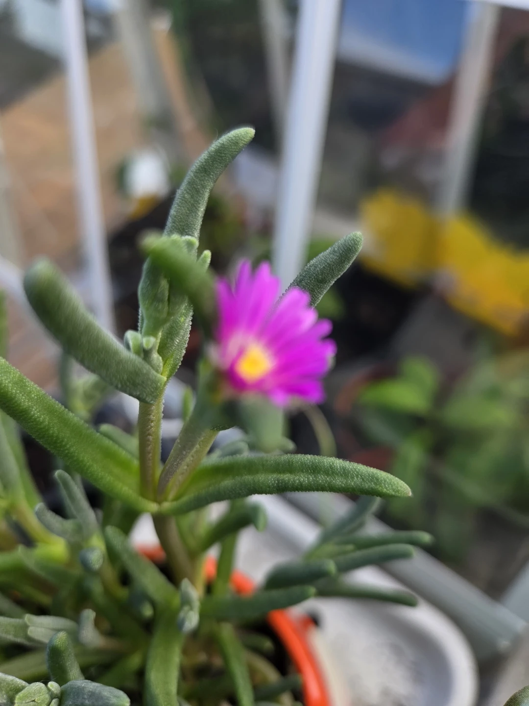 Succulent Plant in Pot - photo 2