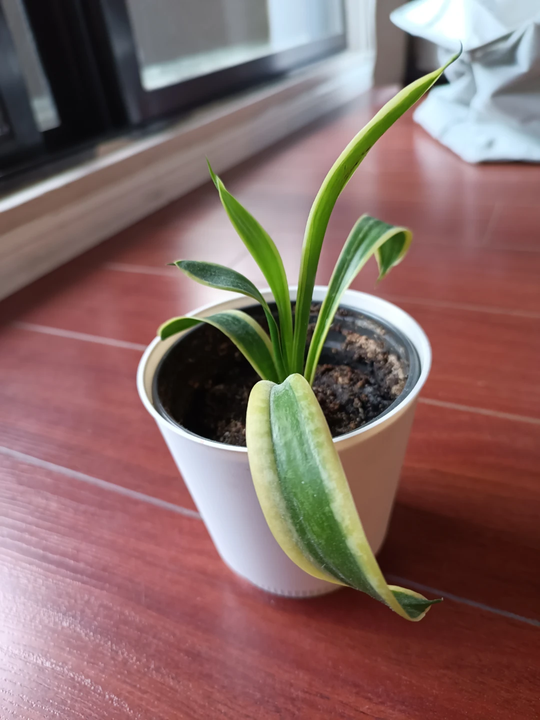 Potted Snake Plant