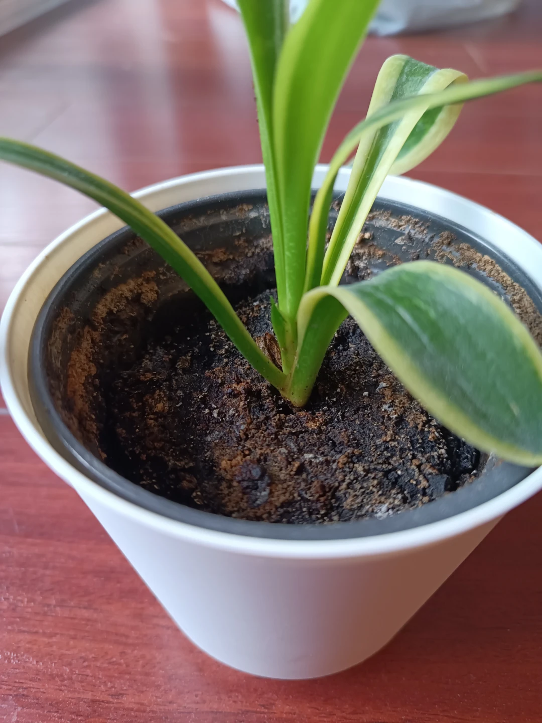Potted Snake Plant - photo 2