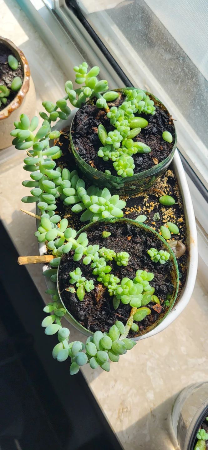 Burro's Tails in white ceramic pot - photo 2