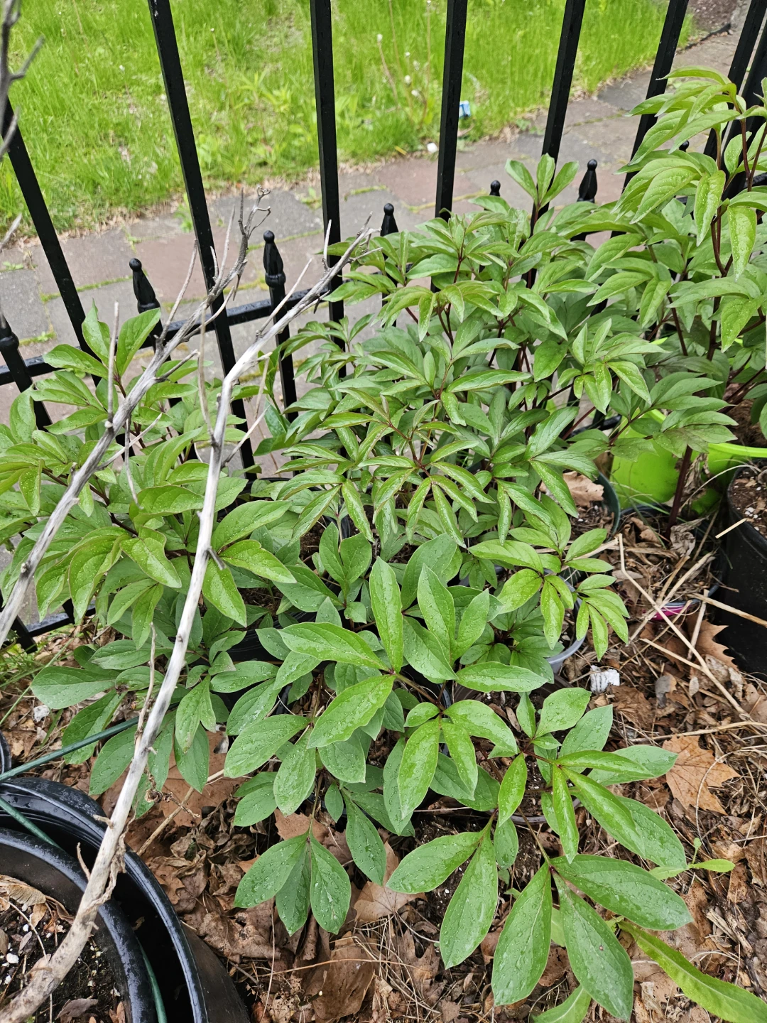 Peony Plants in 10"pot