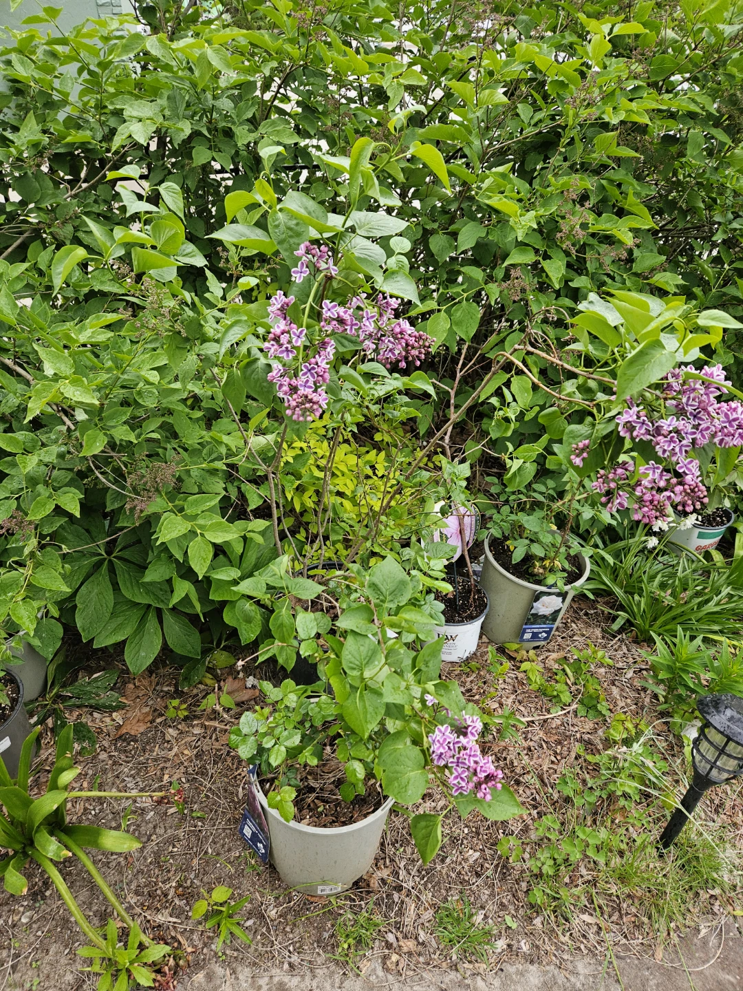 Peony Plants in 10"pot - photo 4