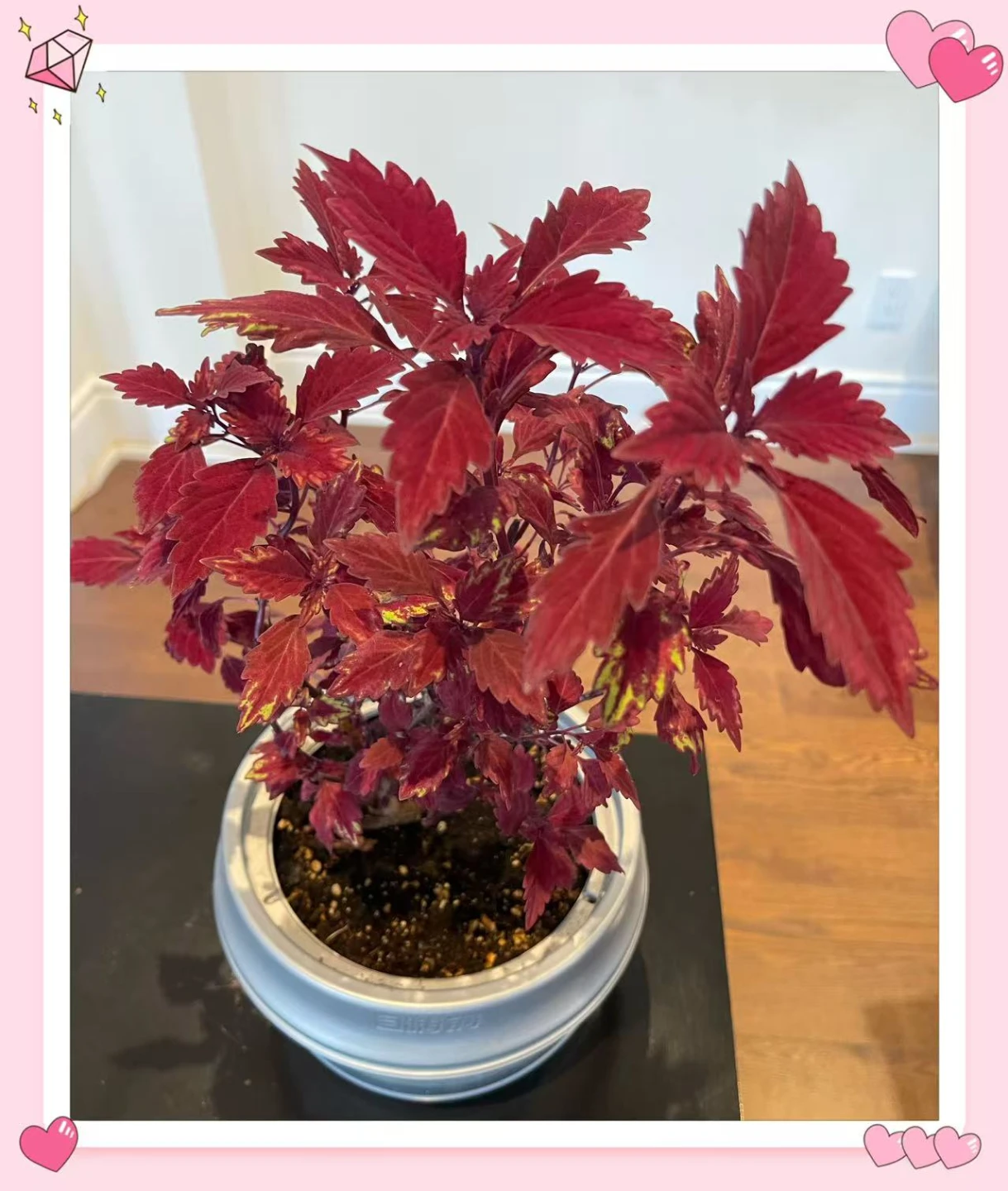 Red Coleus Plant