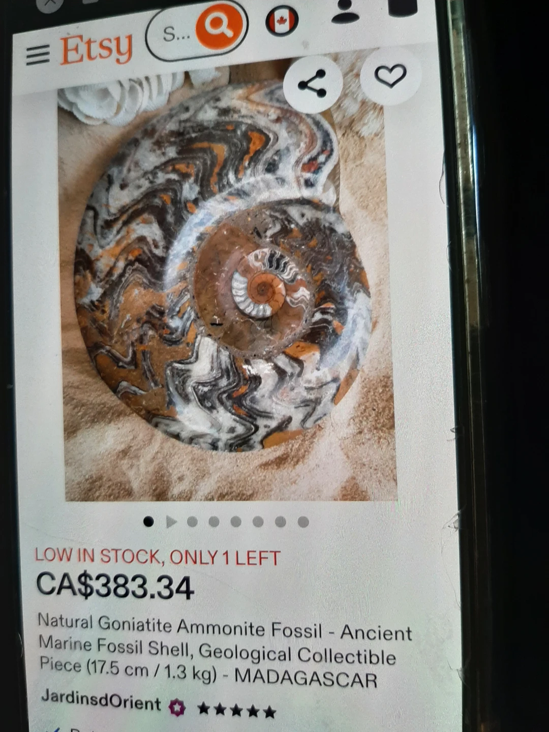 Fossilised Goniatiite Ammonite - photo 4