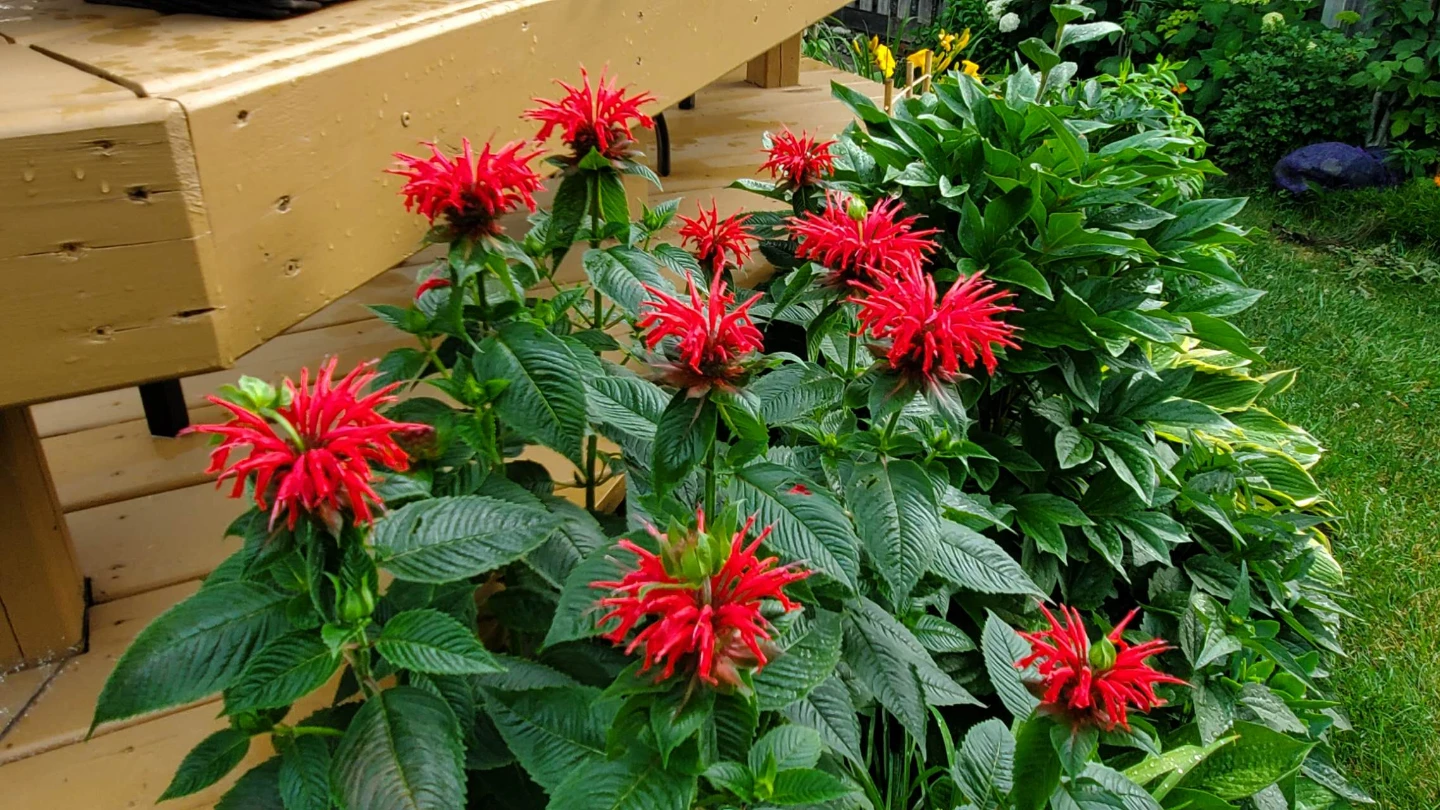Bee balm - photo 2