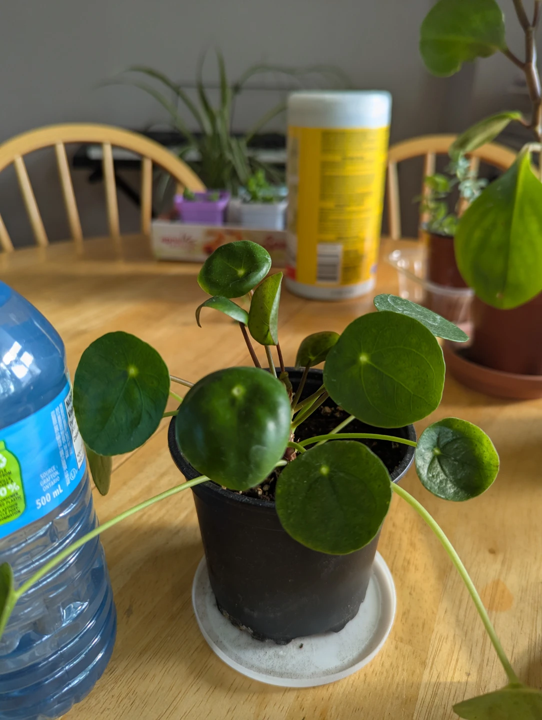 Pilea Peperomioides Plant( Chinese money plant)