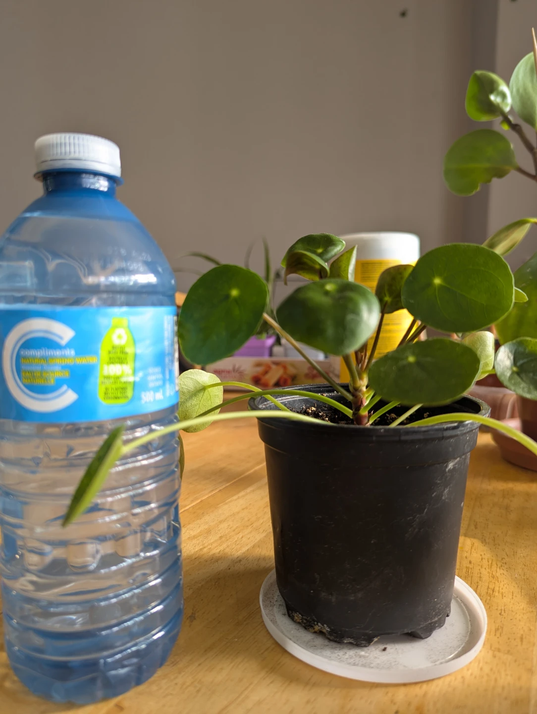 Pilea Peperomioides Plant( Chinese money plant) - photo 2