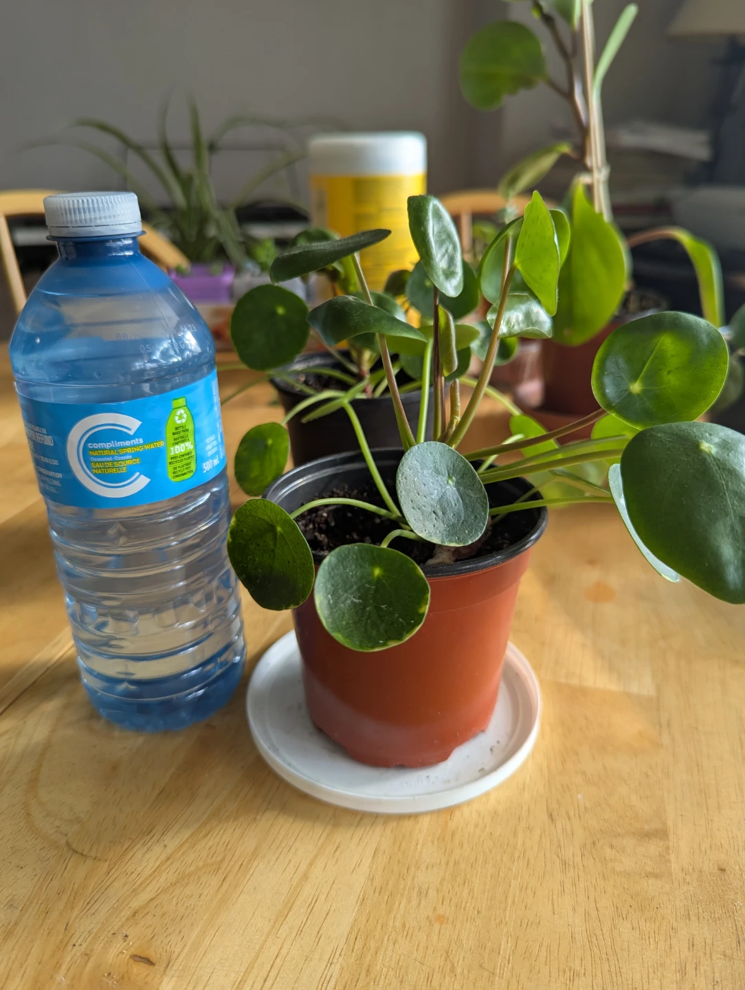 Pilea Peperomioides Plant( Chinese money plant) - photo 3