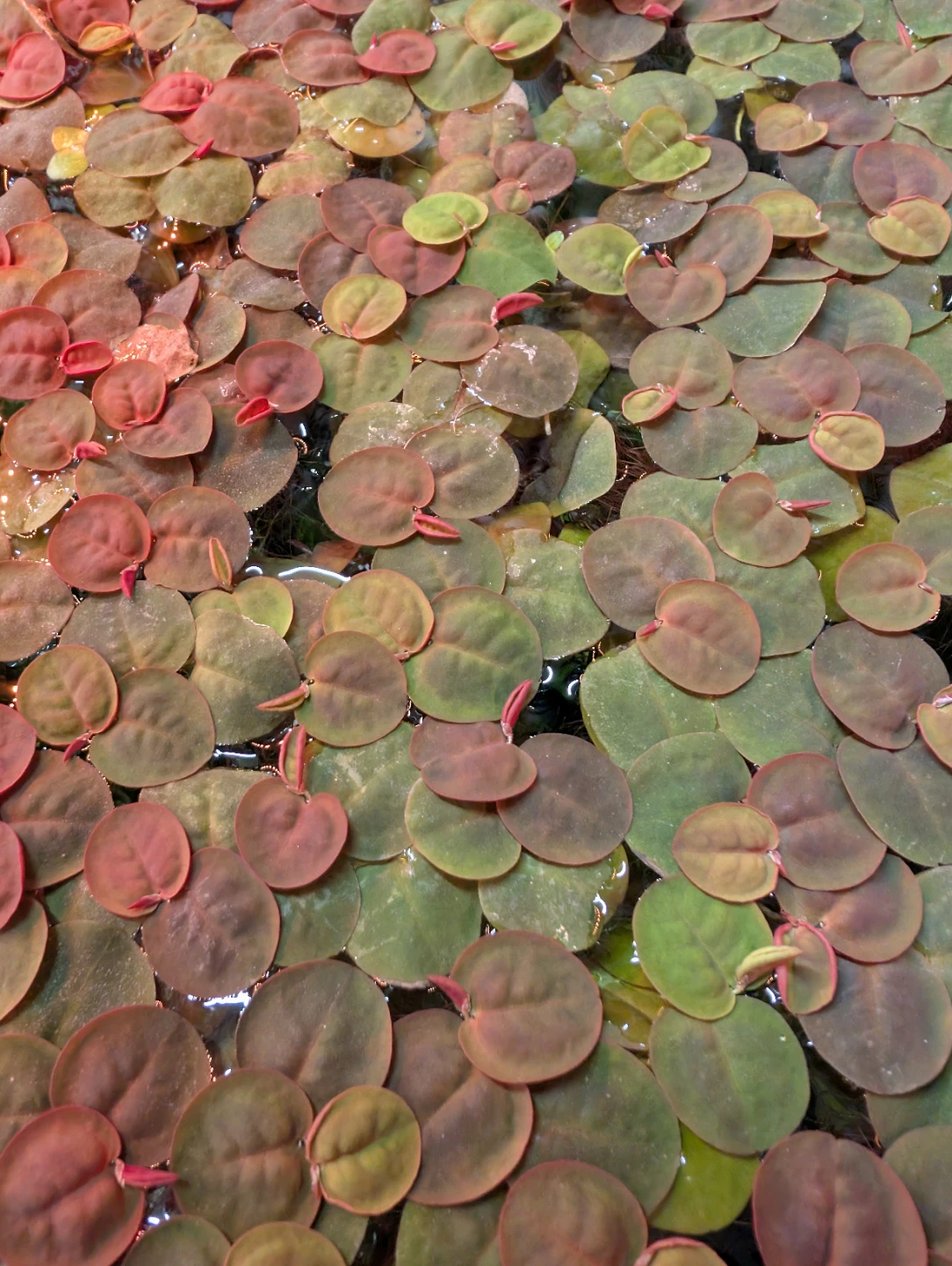 Per Ziploc bag - Red Root Floaters clusters