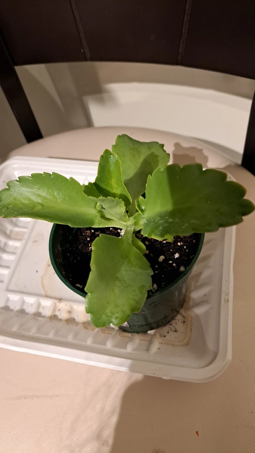 Mother of Thousands Plant
