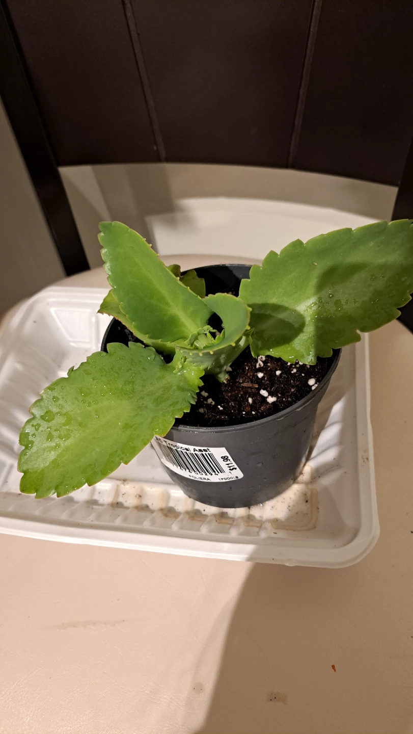 Mother of Thousands Plant - photo 2