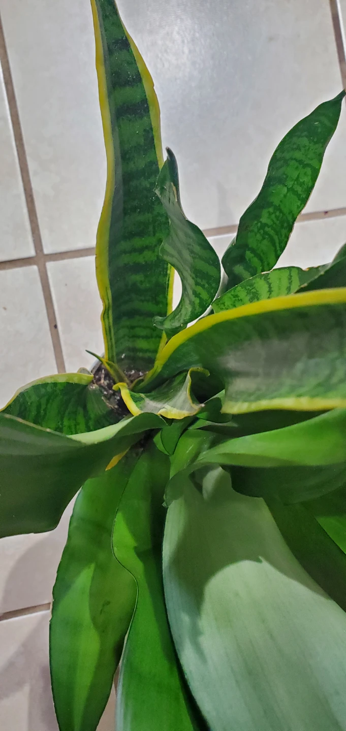 Snake Plant in Pot - photo 2