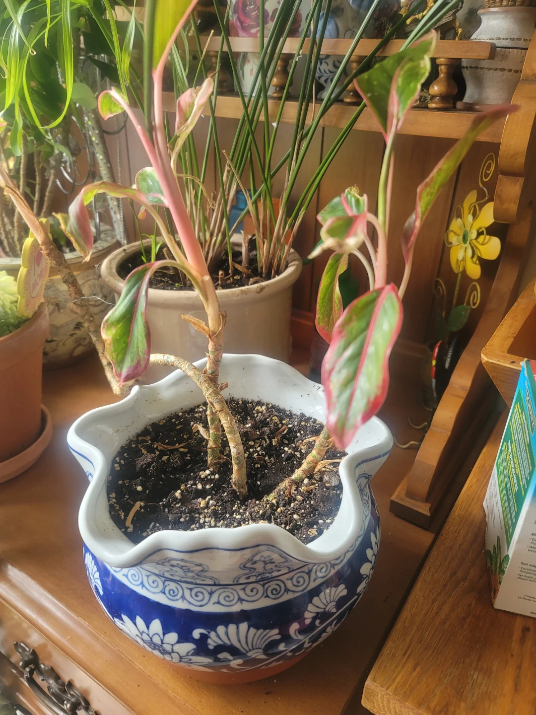 Potted Papyrus Plant - photo 4