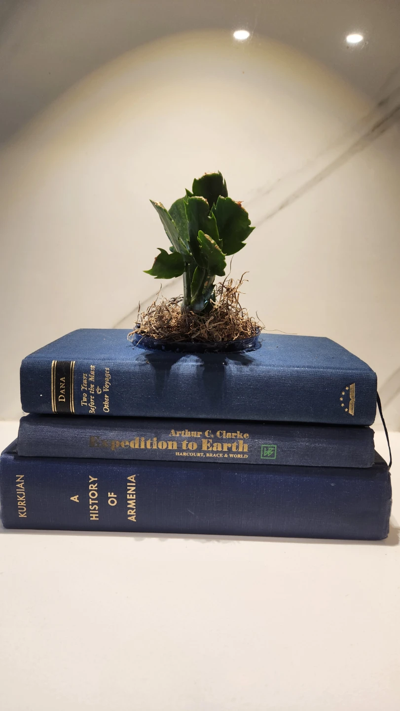 Upcycled vintage navy blue book planter with plant