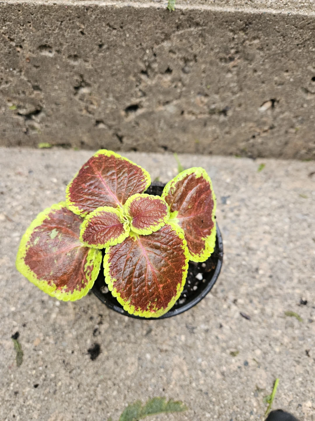 Coleus Plant