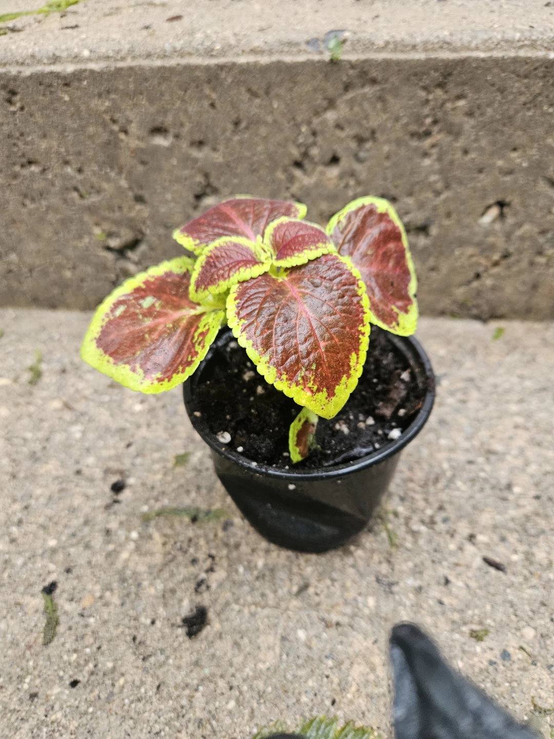 Coleus Plant - photo 2