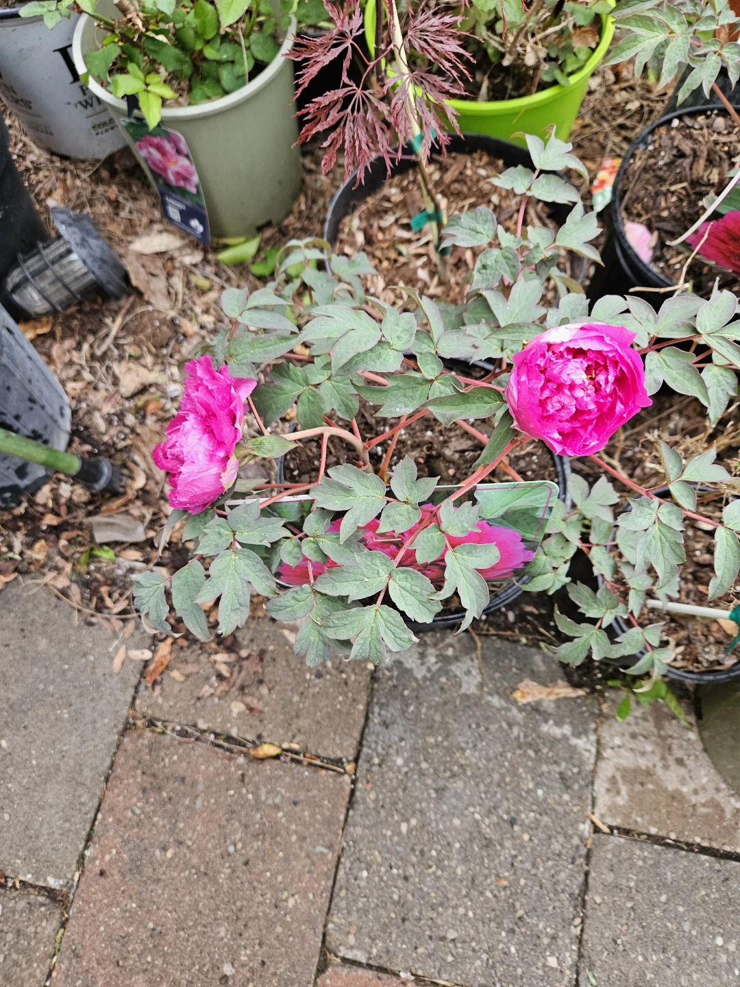 Tree peony