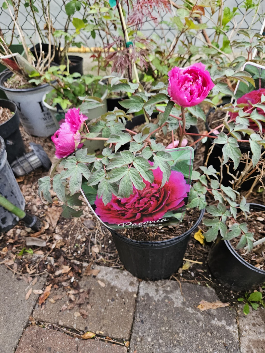 Tree peony - photo 3