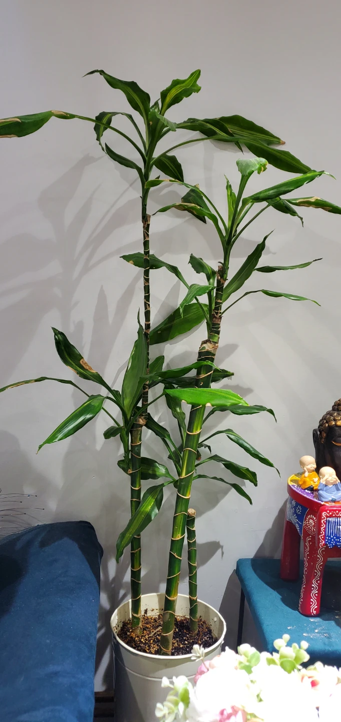 Corn Plant in White Pot. - photo 2