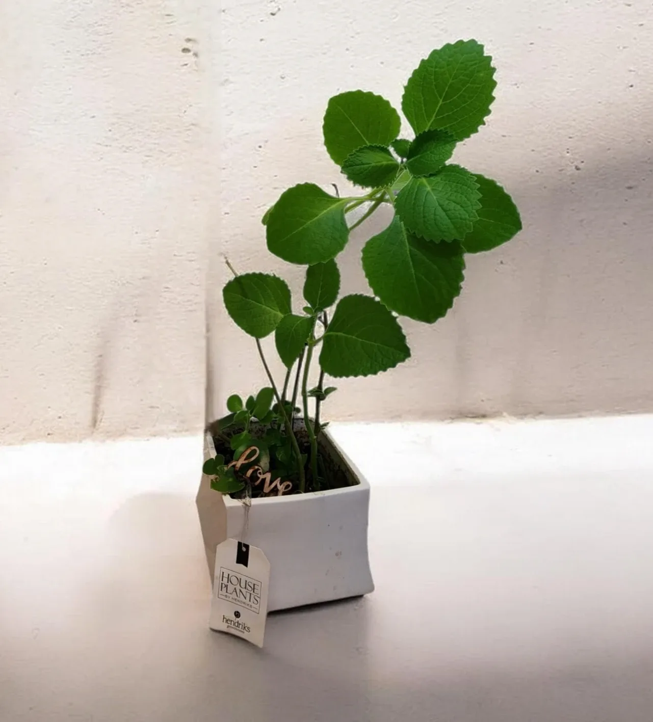 Cuban oregano plant