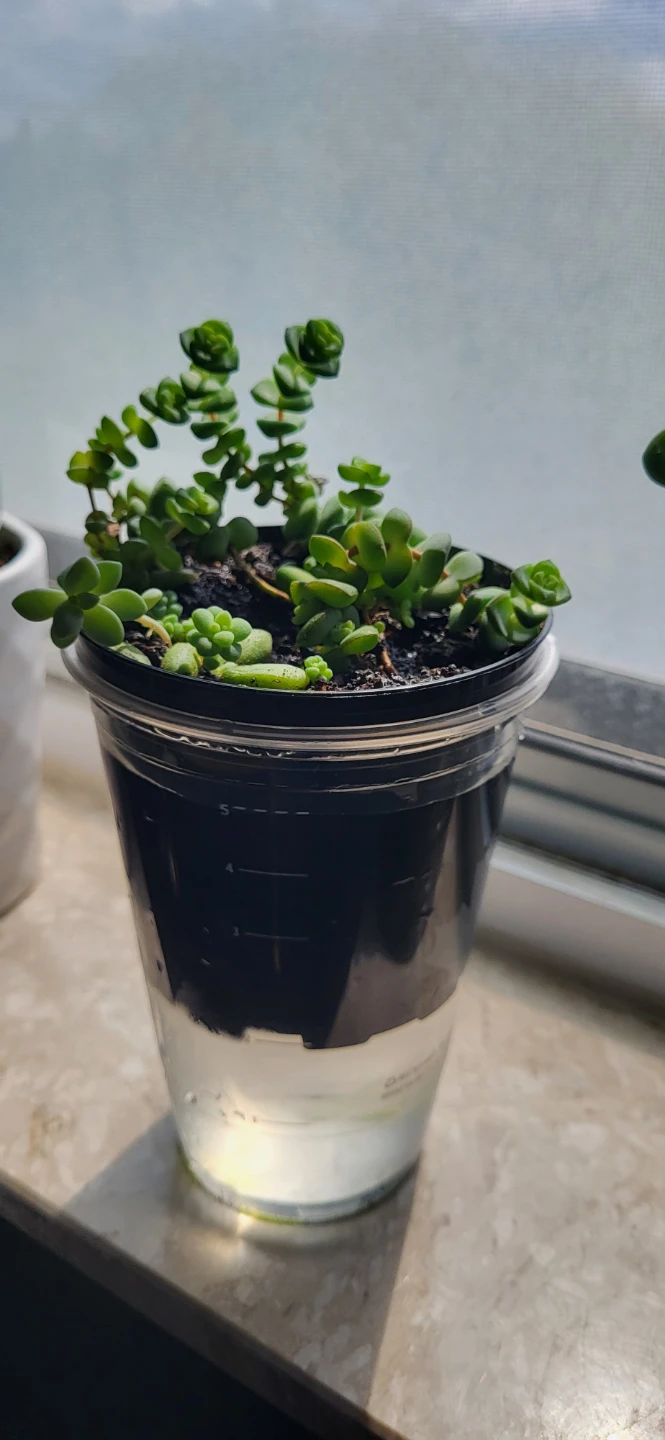 Multiple succulents in a small plastic pot - photo 4