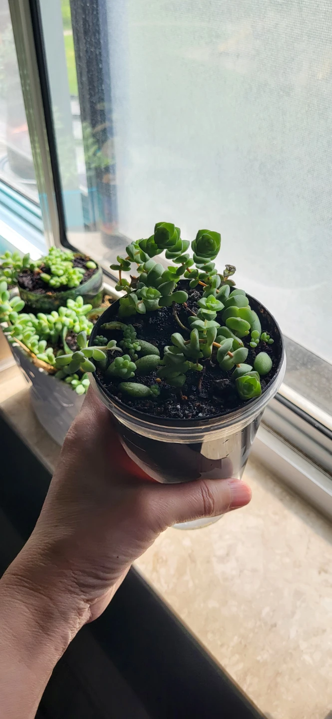 Multiple succulents in a small plastic pot - photo 5