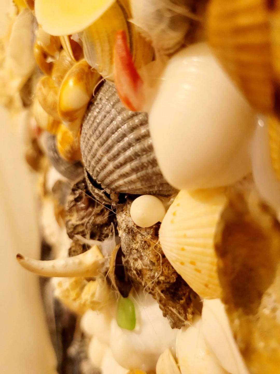 Seashell Dreamcatcher Wall Decor - photo 5
