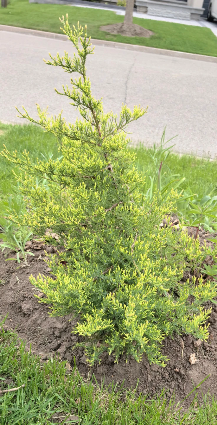 Common juniper - photo 2